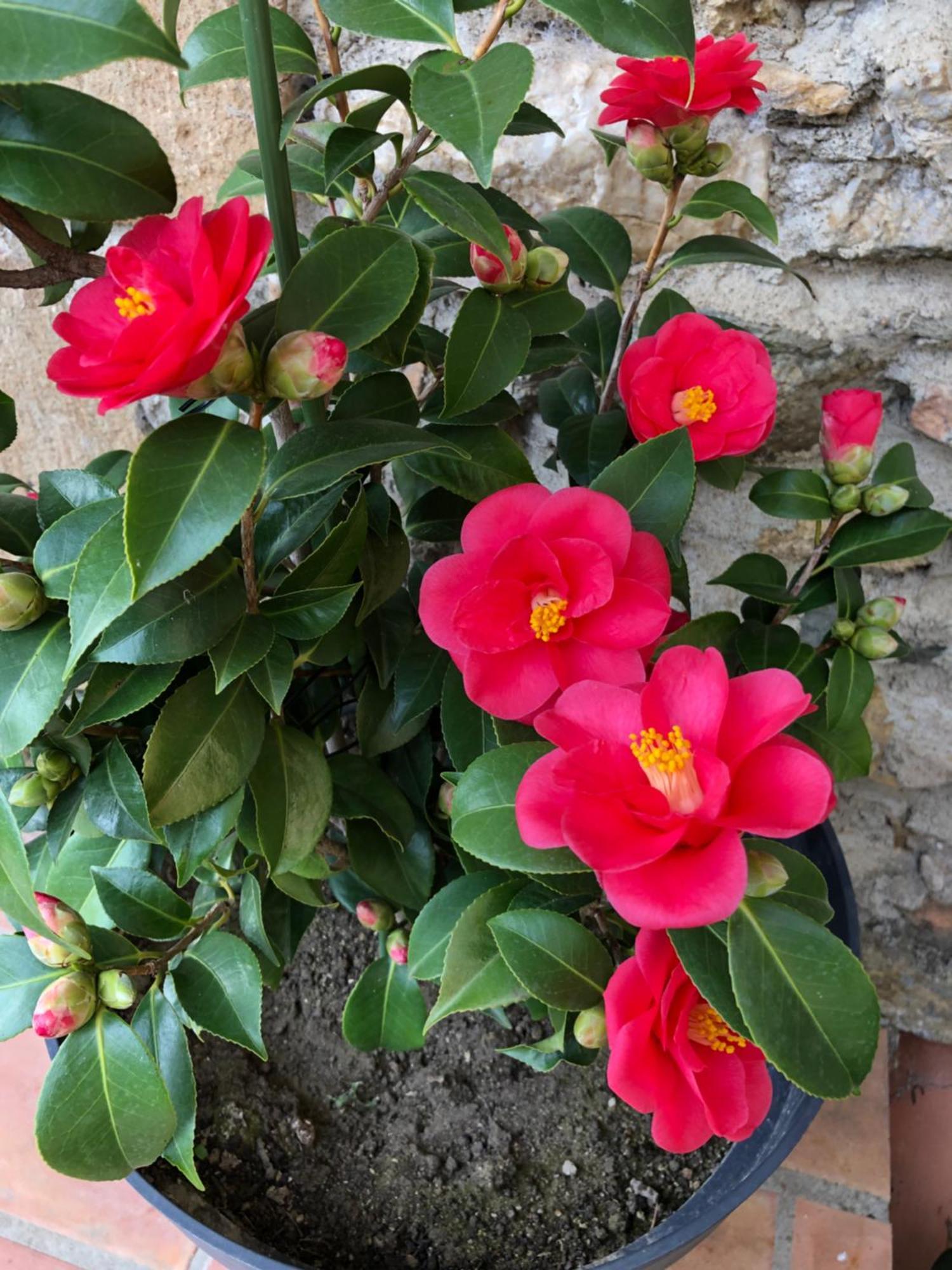 Le Cedre Beauchastel